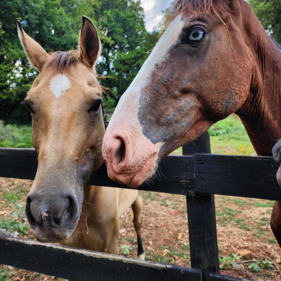 Meet the posher, me! Reasonably offers accepted!! - Picture 5 of 5